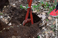 spreebote-CDU-Baumpflanz-Stechpalme-13