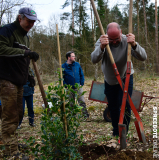spreebote-CDU-Baumpflanz-Stechpalme-18