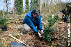 spreebote-CDU-Baumpflanz-Stechpalme-30