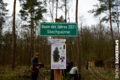 spreebote-CDU-Baumpflanz-Stechpalme-58