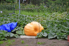 Kuerbis-Olli-Hoffest-44-scaled