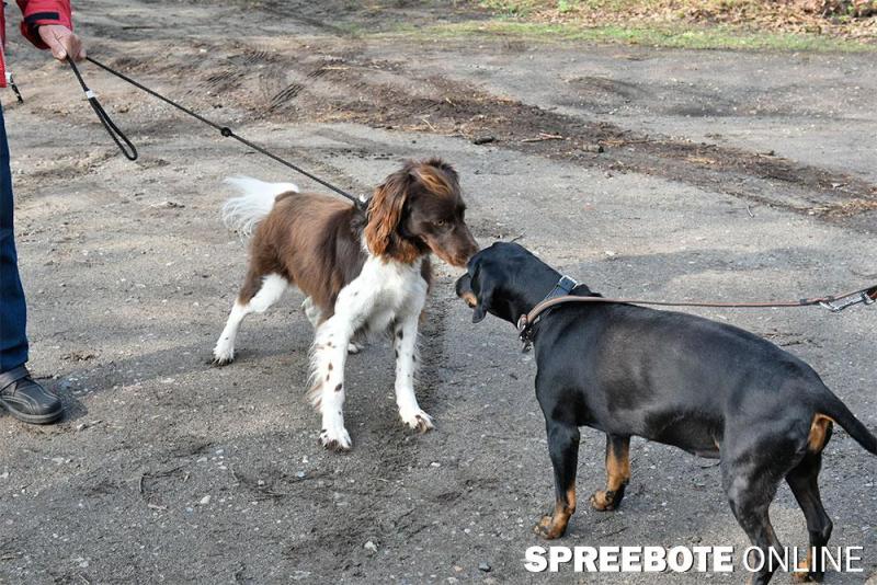 Füwa-Hundeplatz-2