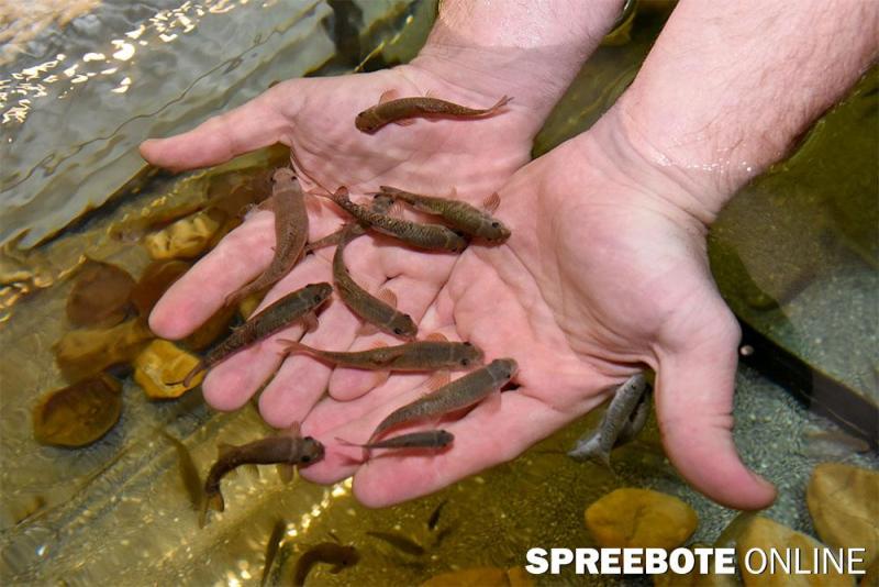 Schwapp-Fischi-00002