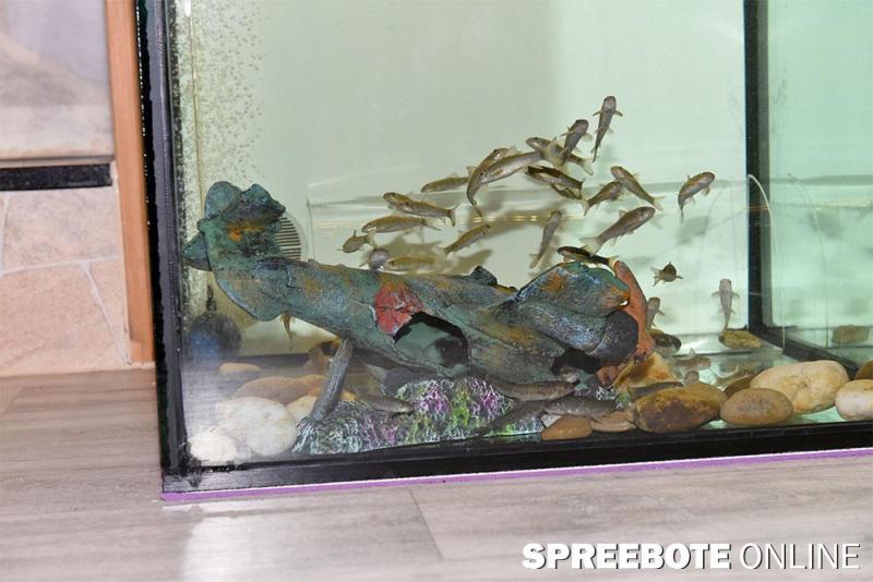 Schwapp-Fischi-00003