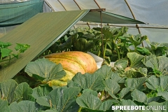 spreebote-Kuerbis-Olli-Hoffest-22