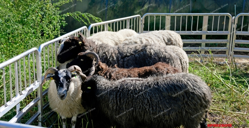 Spreebote-Kurbisfest-Trodel-008