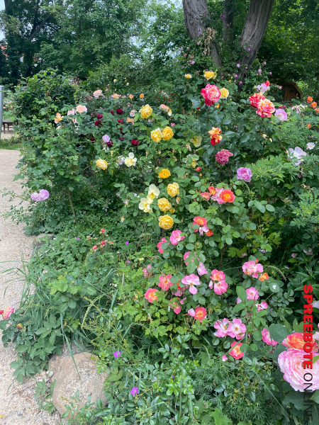 Offene-Gärten-im-Oderbruch-4