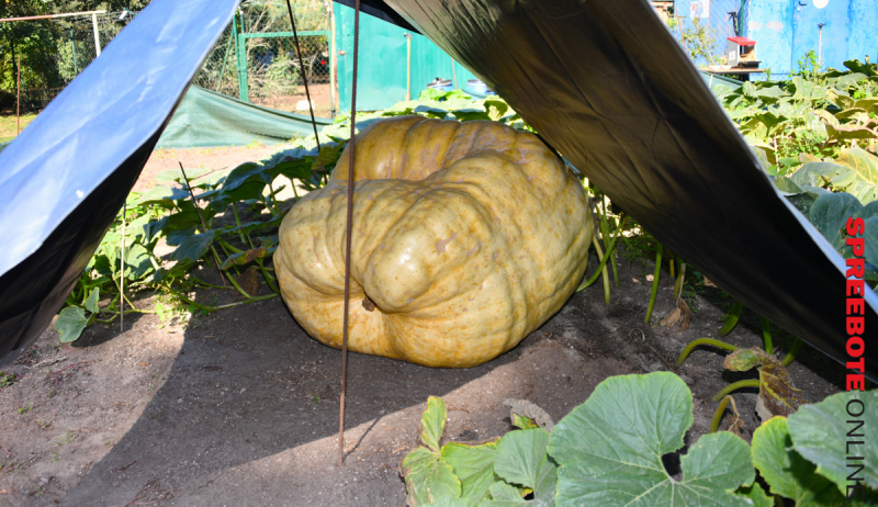 Ollis-Kuerbisfest-05