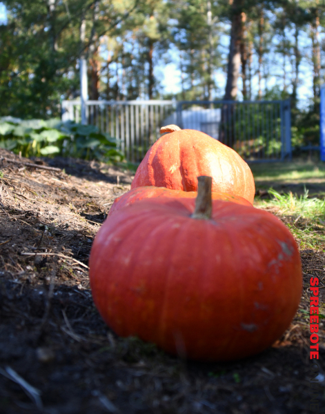 Ollis-Kuerbisfest-10