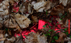 Pflanzaktion-in-Beerenbusch-3