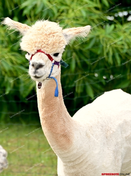 Rauen-GS-Pf-Brauer-Sommerfest-036