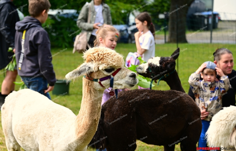 Rauen-GS-Pf-Brauer-Sommerfest-041