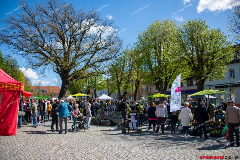 Spreebote-Storkow-bluht-auf_gallery1_02