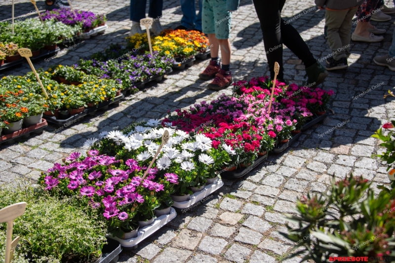 Spreebote-Storkow-bluht-auf_gallery1_03