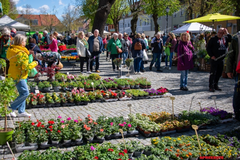 Spreebote-Storkow-bluht-auf_gallery1_04