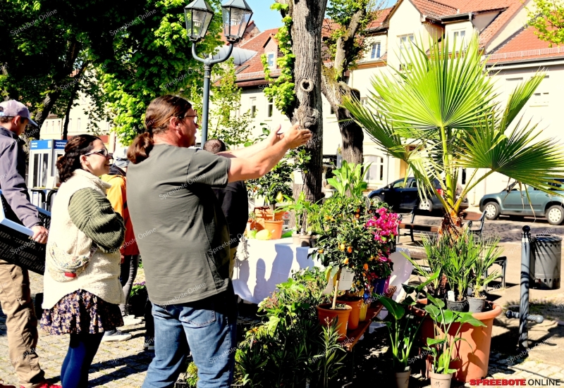 Storkow-Knospenfest-001