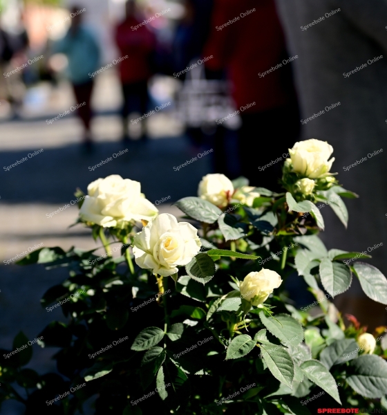 Storkow-Knospenfest-002