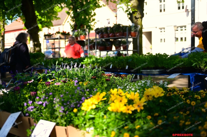 Storkow-Knospenfest-003