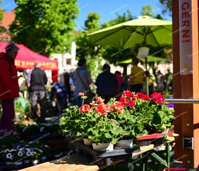 Storkow-Knospenfest-004