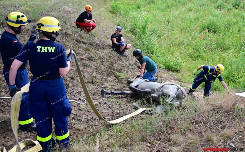 THW-Grosstierrettung-003