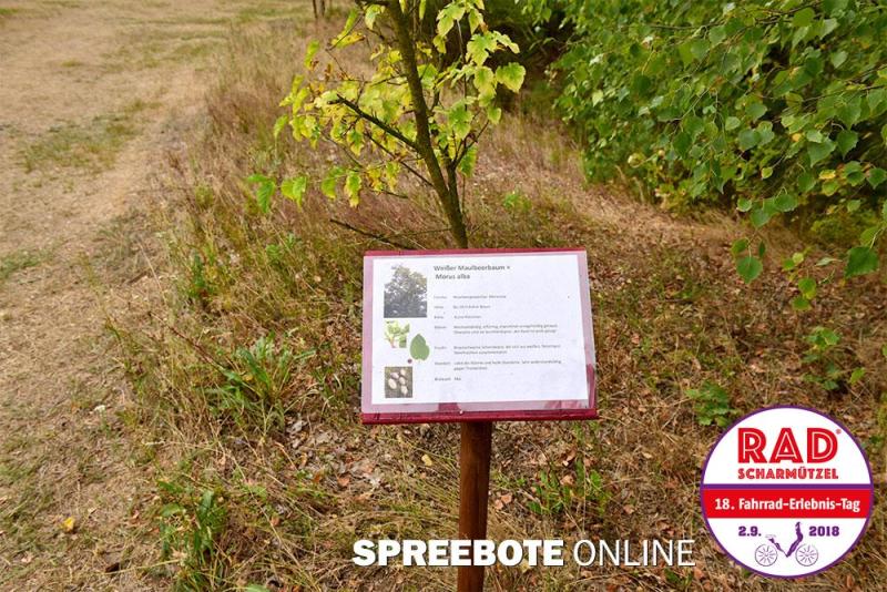 Vogelsänger-Naturschutz-Fond-Saarow-7