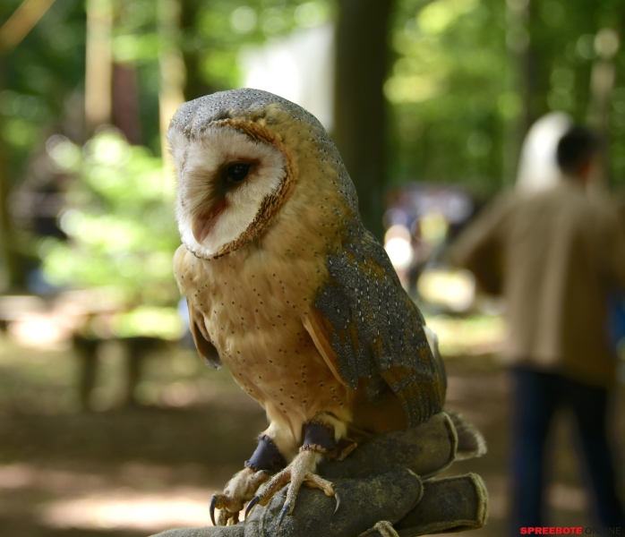 Zusammen-im-Wald-Premiere-003