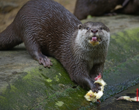 Rahn-Otter-Partenschaft-104-scaled