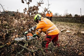 DB erweitert Vegetationsmanagement