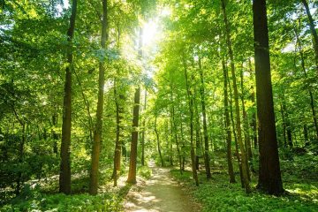 Waldwissen