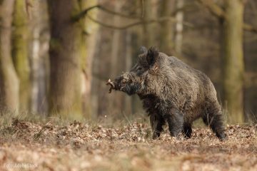 Landkreis Oder Spree fördert Vermarktung von Schwarzwild