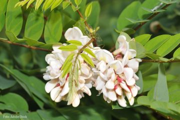 Rekordblüte der Robinien auf dem Höhepunkt