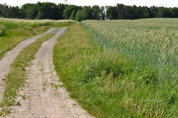 Verfrühter Erntestart im Getreide