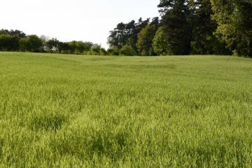 Nitratbelastung in Brandenburg gering