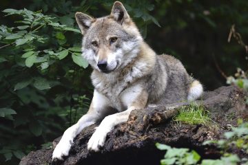 Umweltministerkonferenz in Bremen zum Umgang mit dem Wolf