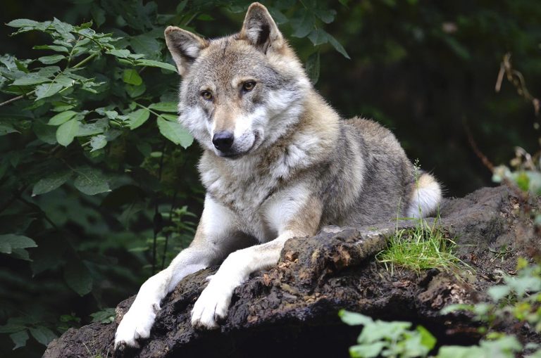 Umweltministerkonferenz in Bremen zum Umgang mit dem Wolf