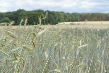 Agrarsysteme der Zukunft