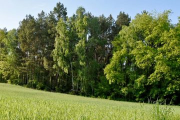 Schadinsektenalarm in den Wäldern