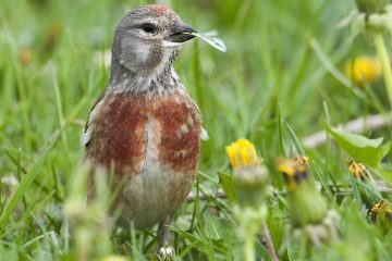 Landwirte erhalten Geld zum Schutz der Wiesenbrüter