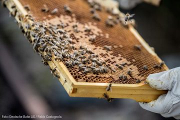 30 Millionen Honigbienen produzieren „Gleisgold“
