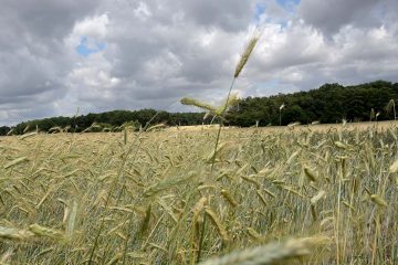 Verband setzt sich für Dürrehilfen ein
