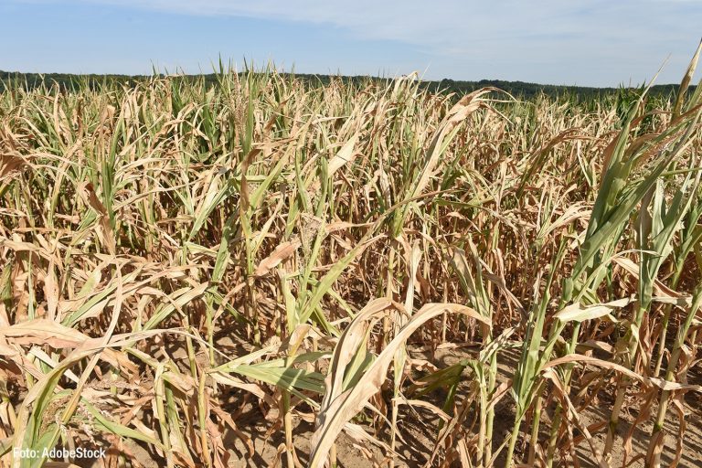 Hitze, Dürre, Landwirtschaft