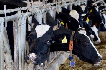 Eine Haltung von Kühen mit Hörnern im Laufstall ist möglich