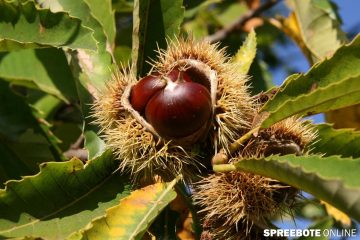 Letzte Ehrung für Baum des Jahres 2018