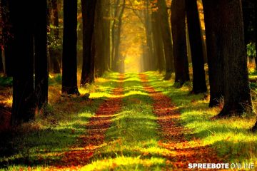 Strategien für zukünftige Waldbewirtschaftung in Europa