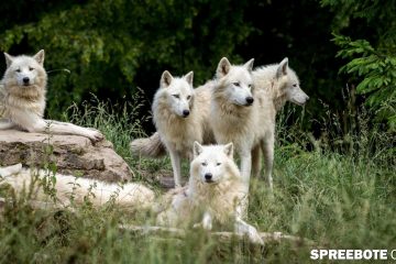 Beschluss zum Umgang mit dem Wolf