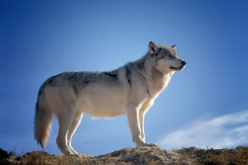 Wolfs- und Herdenschutzinformationszentrum eröffnet