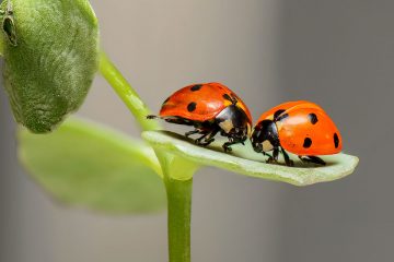 Insektengipfel