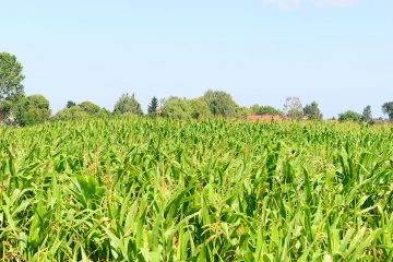 Bund-Länder-Programm zur Dürrehilfe wird aufgestockt