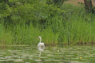 NABU Fürstenwalde lädt zur 2. Botanischen Rad-Wanderung