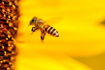 Bienen retten